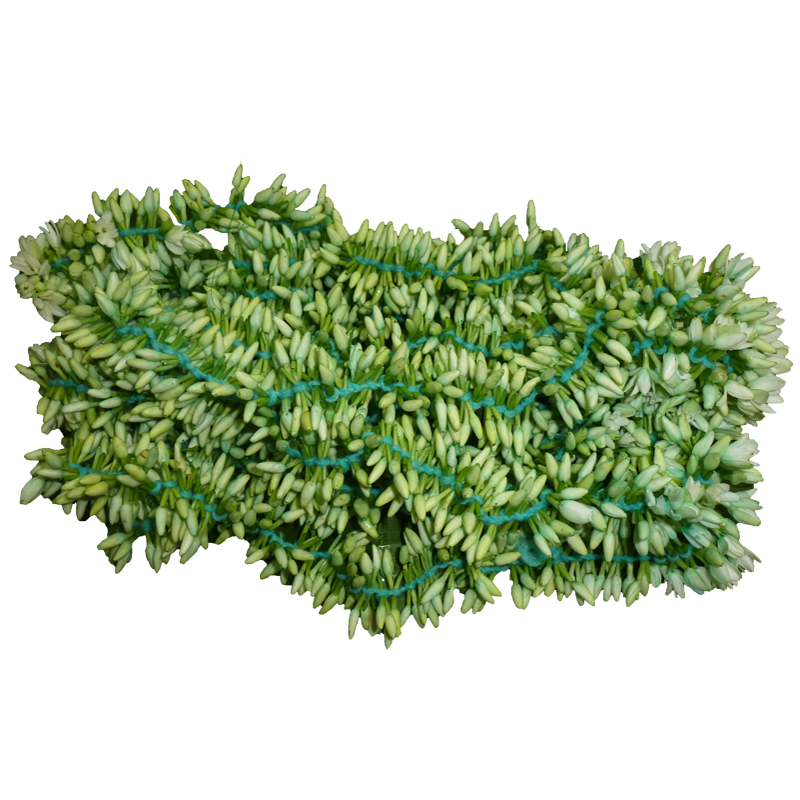 Fresh Mullai Flower For Pooja