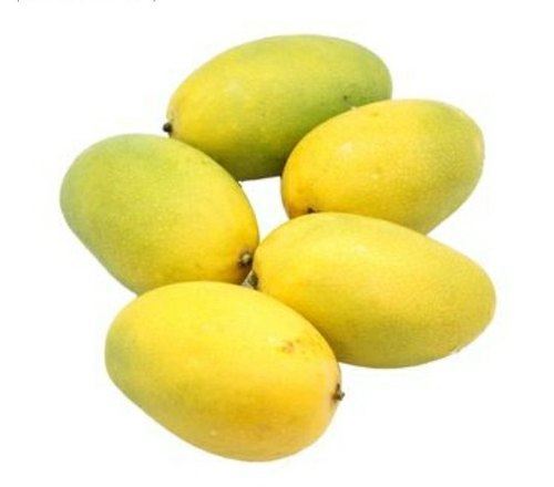 Fresh Kesar Mangoes India ~ (No Exchange or Refund for this item)