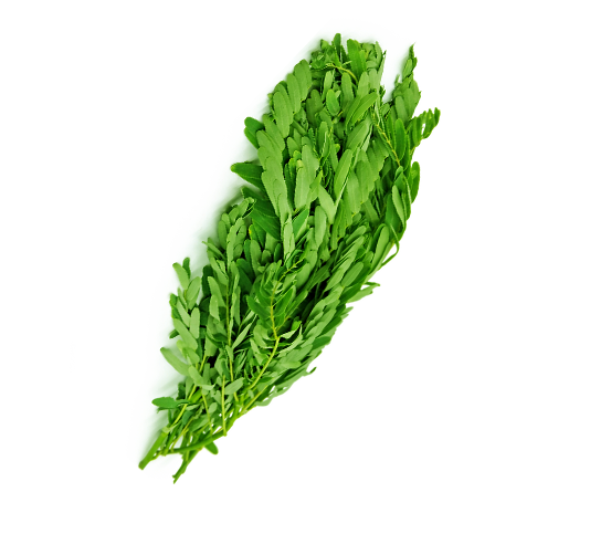 Fresh Agathi Leaves (Turi)