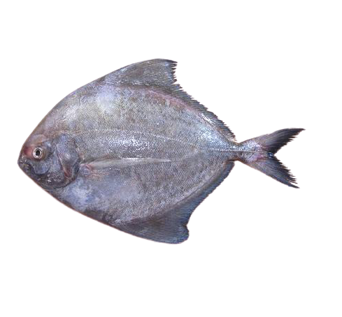 Fresh Black Pomfret Fish  (NO EXCHANGE & NO RETURN For This Item)