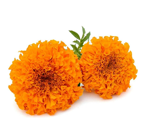 Fresh Orange Marigold Pooja Flower